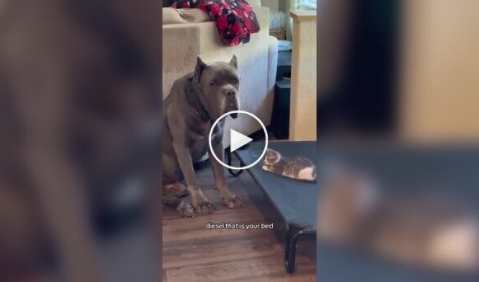 A kitten took over a dog's bed