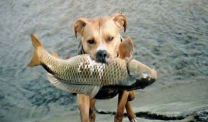 Собака рыболов (9 Фото)