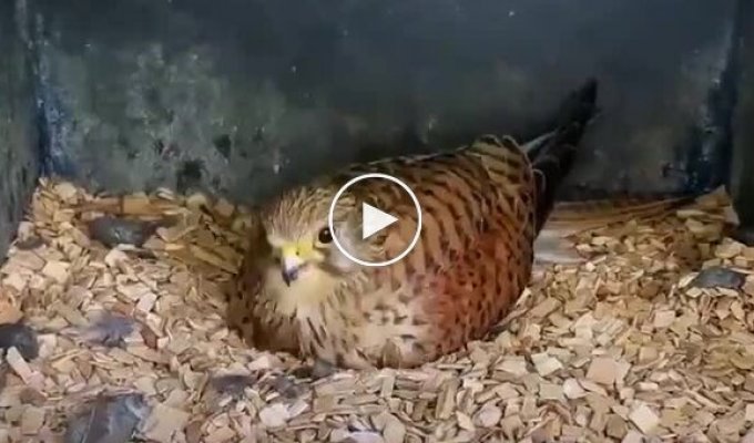 Взросление птенцов пустельги