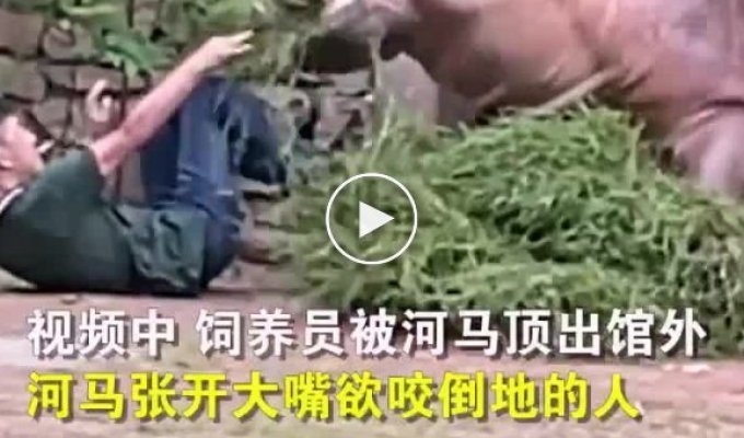 Бегемот устроил погоню за китайцем и попал на видео в зоопарке