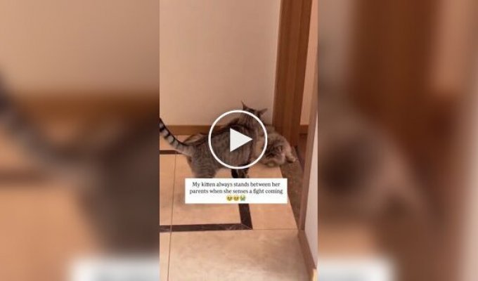 Котенок-миротворец