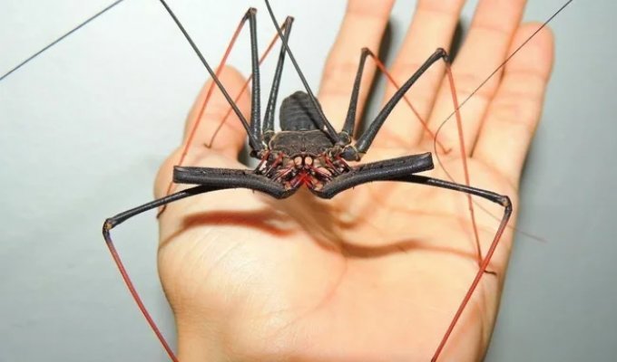 Мы самые страшные: бойтесь нас, люди (12 фото)