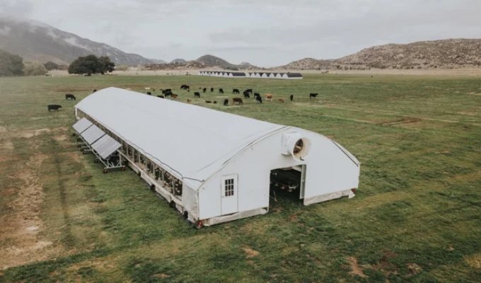 A mobile solar-powered chicken coop (2 photos + 3 videos)