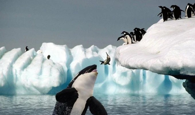 Косатка: убийцы синих китов и белых акул (13 фото)