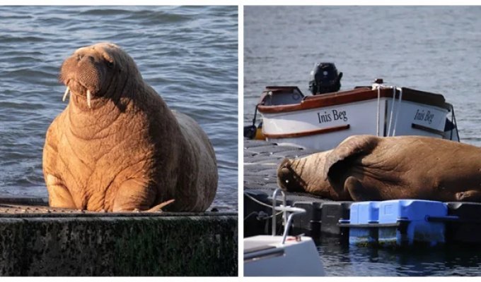 Wally the Walrus accidentally became an Internet hero (9 photos + 1 video)