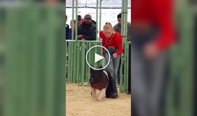 What does a pig herding competition look like?