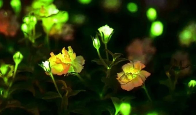 Китай разрабатывает светящиеся растения для городов (2 фото + видео)