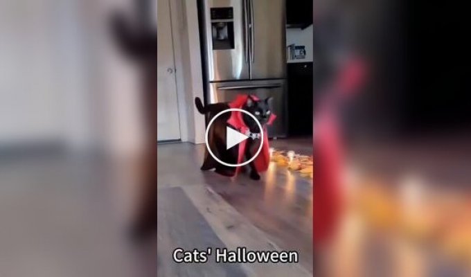 Хэллоуинские коты: самые забавные костюмы