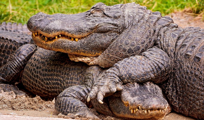 Крокодилья лужайка: почему рептилии терпят друг друга, а не пытаются разорвать в клочья? (6 фото)