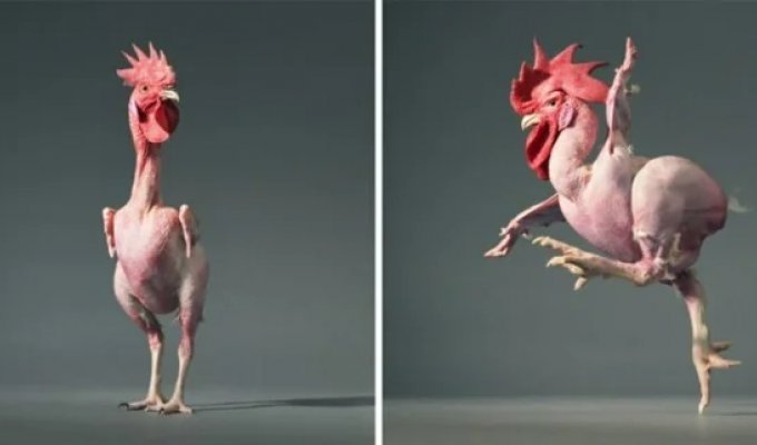 Why Israeli breeders bred a naked chicken (5 photos)