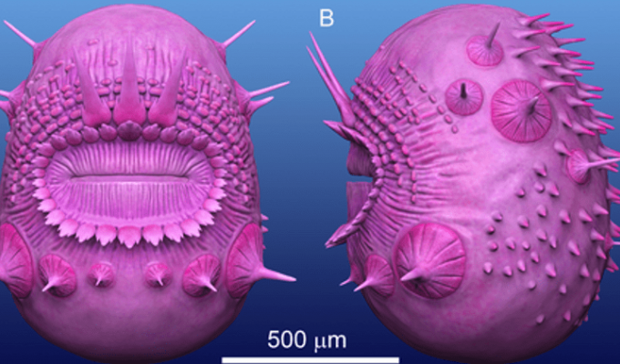 Не картошка и не микроб: ученые нашли странного хищника из кембрийского периода (6 фото)
