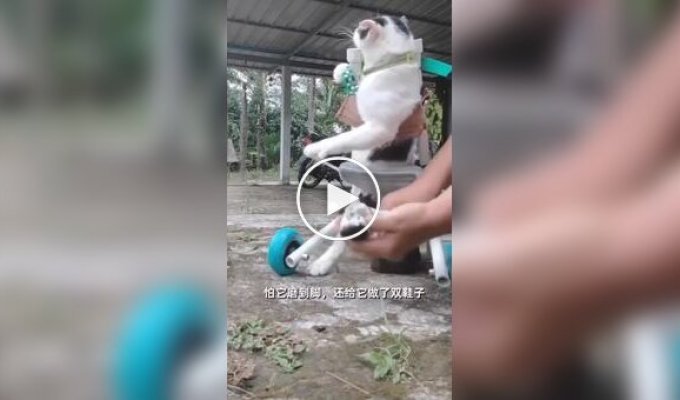 Инвалидная коляска для кота