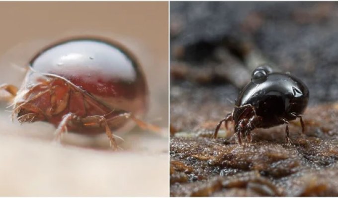 Species without males: How do women give birth without men? (12 photos)