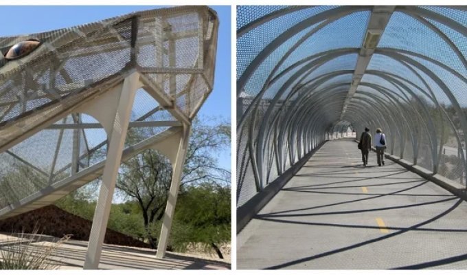 The bridge of a giant rattlesnake (11 photos + 1 video)