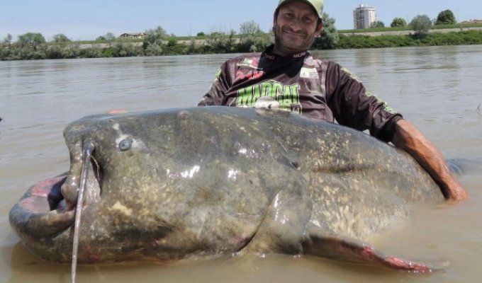 Here is the catch: the longest catfish in the world will be caught in Italy (3 photos)