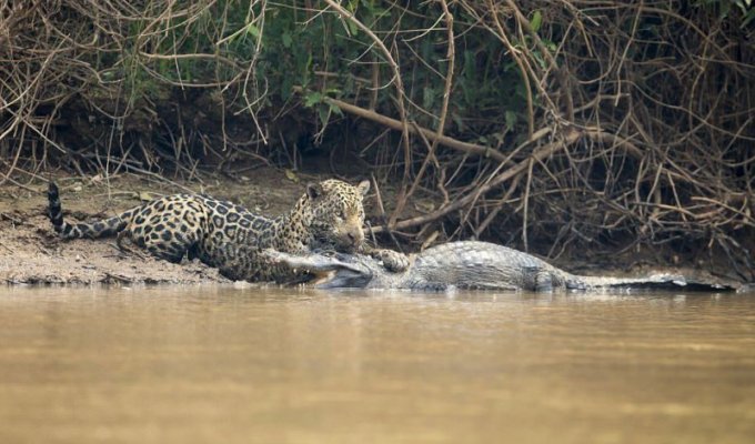 Схватка между ягуаром и кайманом в Бразилии (8 фото)