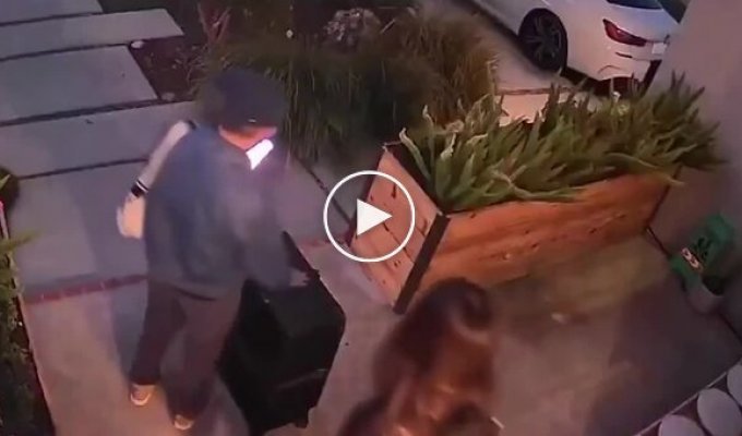 Кішка помахала господині, яка виїжджала у відпустку