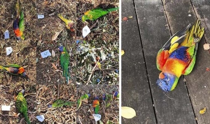 Таинственный паралич убивает птиц в Австралии (4 фото)