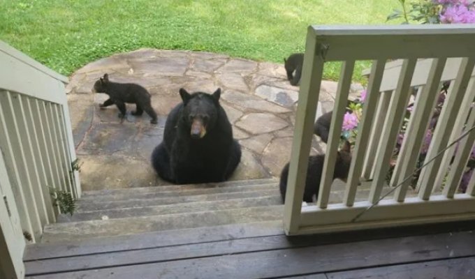 A man saved a bear, and a few years later she brought her children to his home (8 photos)