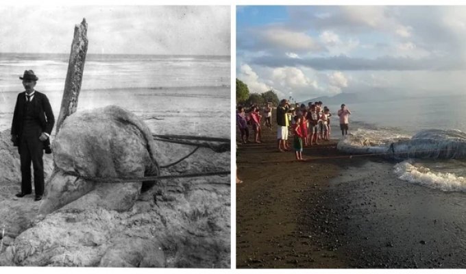 Глобстеры – таинственные бесформенные призраки океана (12 фото)