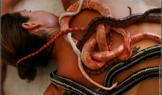 Лечение змеями по-израильски: опасное спа (6 фото)