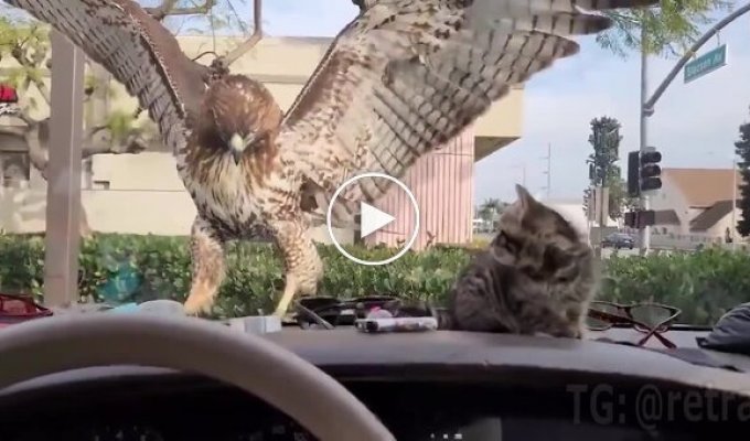 Not for the faint of heart: a hawk attacked a kitten