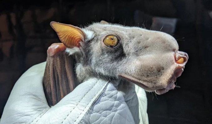 The hammerhead fruit bat - a strange bat with a dog-like face (6 photos)