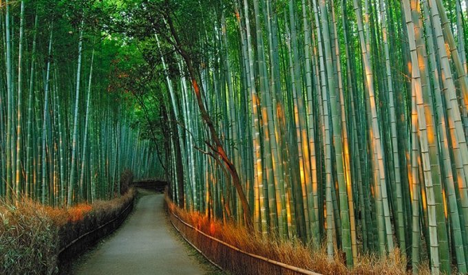 Бамбуковый коридор у подножья горы в Киото (17 фото)