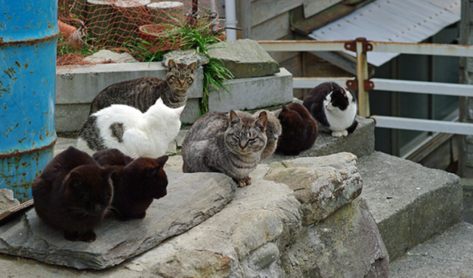 Кот здесь власть или большая прогулка по Острову котов (47 фото)