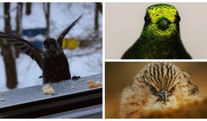 30 случайных снимков птиц, которые украдут ваши сердца (31 фото)