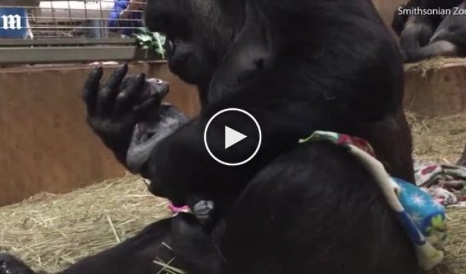 Горила обіймає і цілує своє новонароджене дитинча
