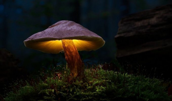 Теперь грибы могут вызвать не только галлюцинации, но и электричество (1 фото)