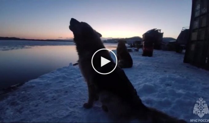 На Камчатке спасатели воссоединили собачью семью