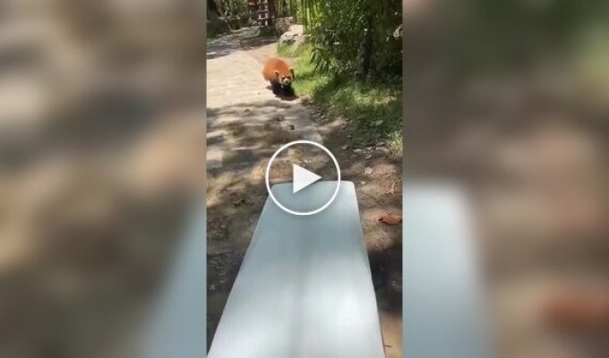 Красная панда решила отдохнуть на льду