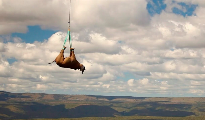 Для чего в Африке подвешивают носорогов за ноги и катают на вертолете (6 фото + 1 видео)