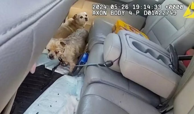 Сотрудница полиции спасла собак из раскалённого автомобиля (3 фото + 1 видео)