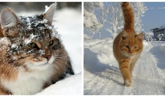 25 cats that enjoy the snow and are not shy about showing their emotions (26 photos)