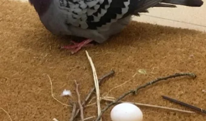 Как голуби строят свои гнезда (7 фото + видео)