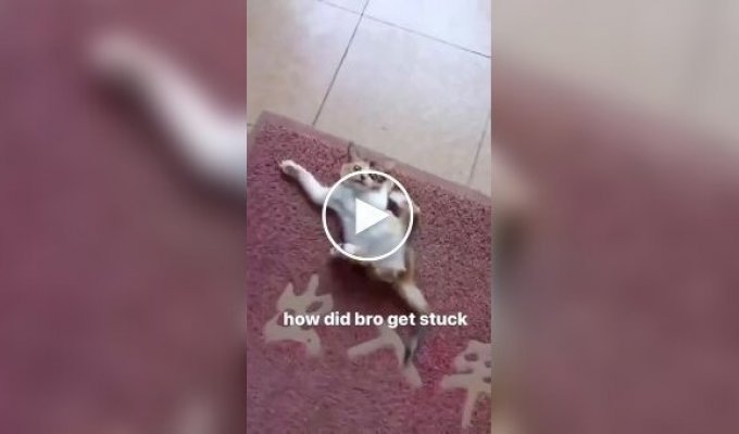 Шкодливый котенок попал в ловушку