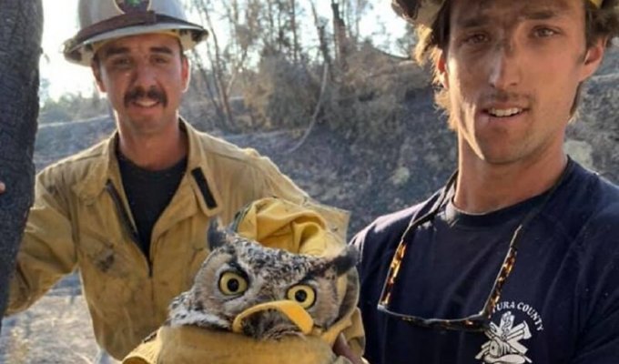 Калифорнийские пожарные спасли филина (7 фото)
