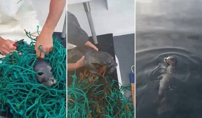 Ловцы лобстеров, спасшие тюлененка, стали звездами интернета (7 фото + 1 видео)