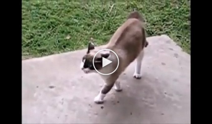 Агрессивные кошки атакуют собак