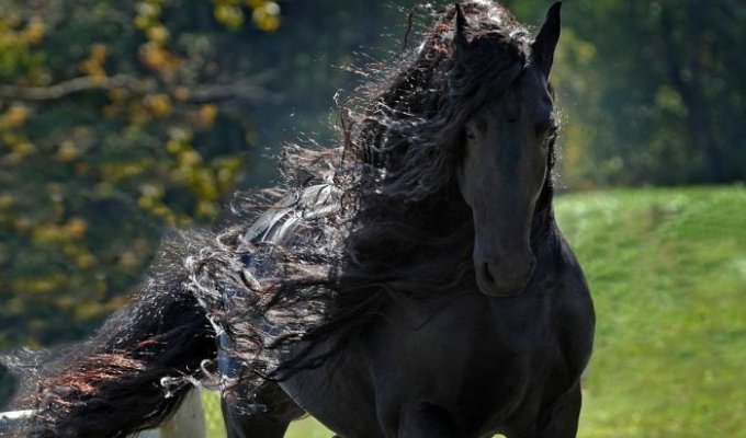 Фредерик - самый красивый в мире конь (5 фото)