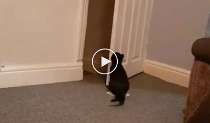 A cat walking on the sofa greeted its owner in a funny way