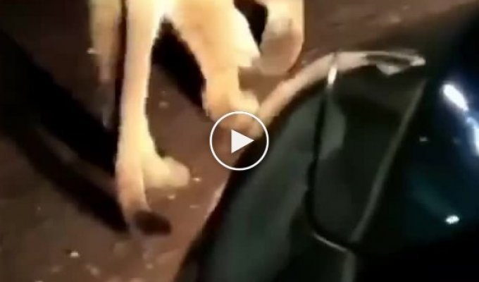В Дагестане заметили львенка, прибившегося к стае собак (мат)