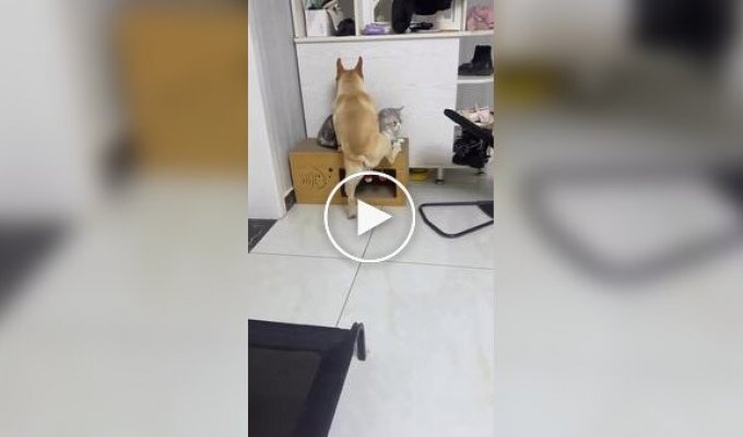 “You won’t move”: funny attempts of a bulldog to sit next to a cat
