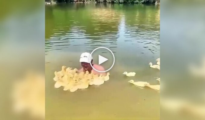 Утята приняли мужчину за свою маму