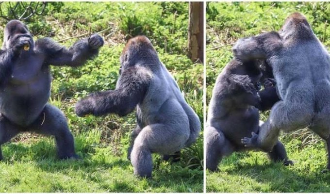 Two gorillas fighting over food (6 photos)