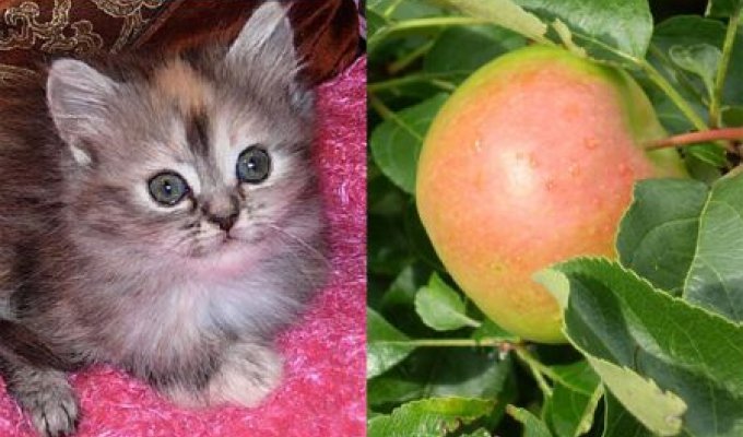 Что общего у яблока и котенка? Ответь на этот вопрос, и узнай, нормальный ли ты человек? :)