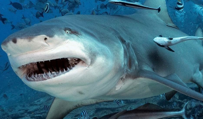 Ganges shark: it is hated for attacks on people, but a completely different species is to blame! (6 photos)